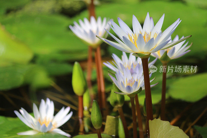 热带睡莲(nymphaea x daubenyana)的星形白花图像